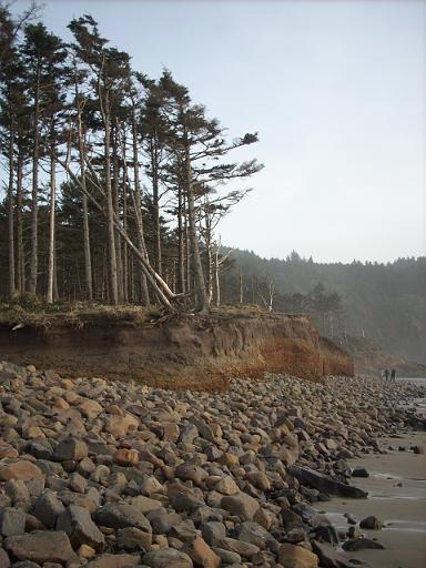 Oregon coast 059.jpg - Cape Lookout State Park